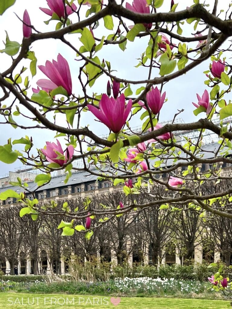 Pink magnolia blossoms in bloom at the Jardin du Palais Royal in Paris, with early spring greenery and classic Parisian buildings in the background.