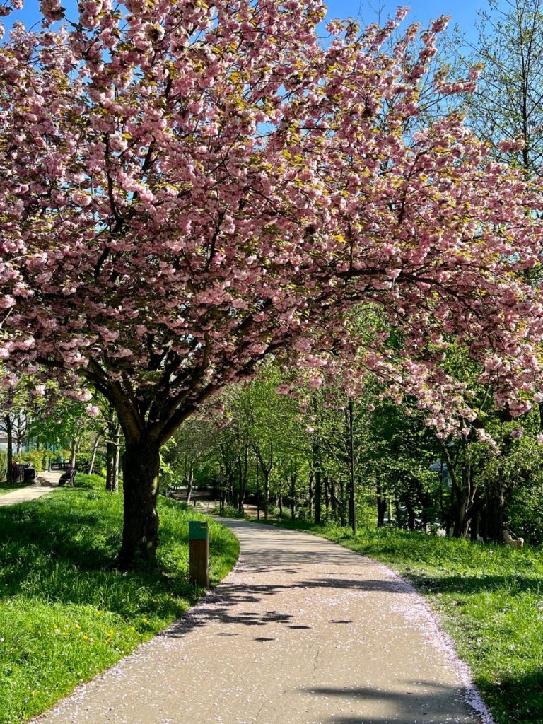 This image shows a serene, winding path in a park, lined with lush greenery and a cherry blossom tree in full bloom. The tree's branches stretch over the pathway, showering the ground with pink petals, which are scattered along the path. The sun shines brightly, casting gentle shadows, while the vibrant pink blossoms and rich green surroundings create a peaceful, inviting atmosphere for a leisurely walk. The clear blue sky adds to the idyllic springtime scene