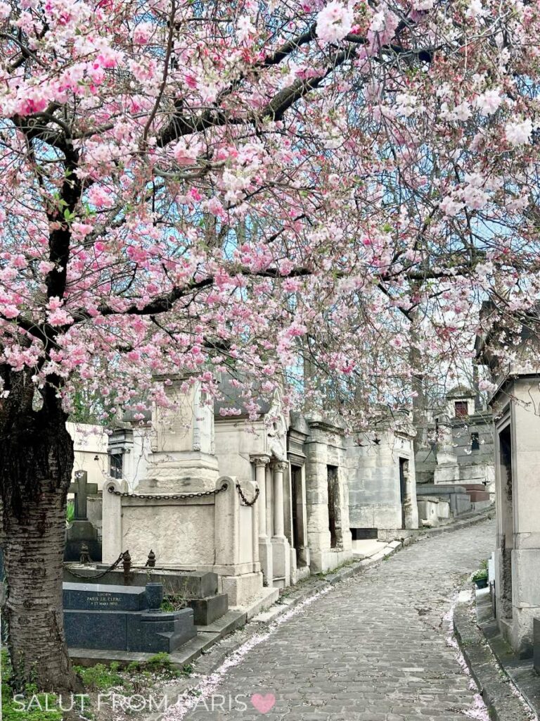 This image shows a peaceful scene in a Parisian cemetery, where a cobblestone path winds through a row of old mausoleums. A cherry blossom tree in full bloom frames the view, with pink and white petals softly falling and lining the path. The light pastel colors of the blossoms contrast with the gray stone of the mausoleums, creating a serene and reflective atmosphere.