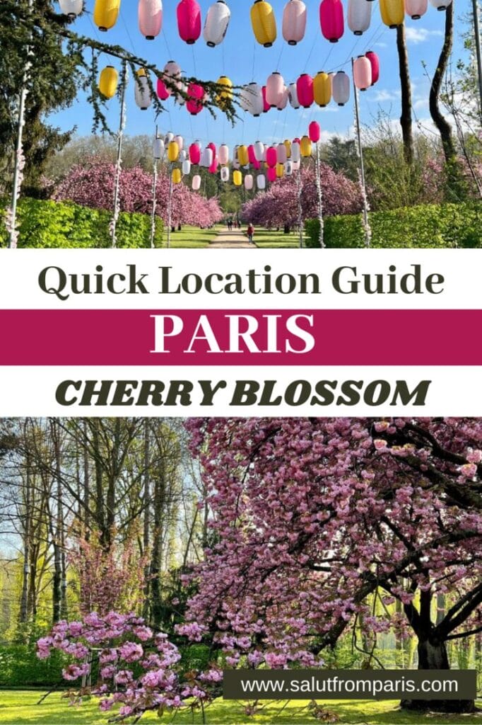 Cherry Blossom in Paris