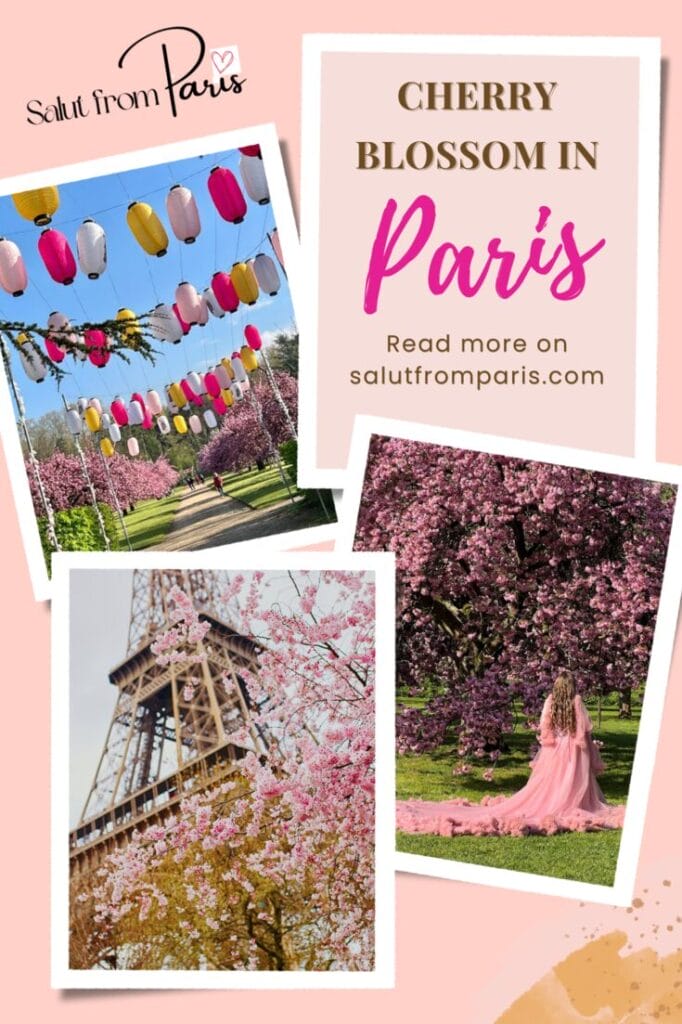 Paris Cherry Blossom