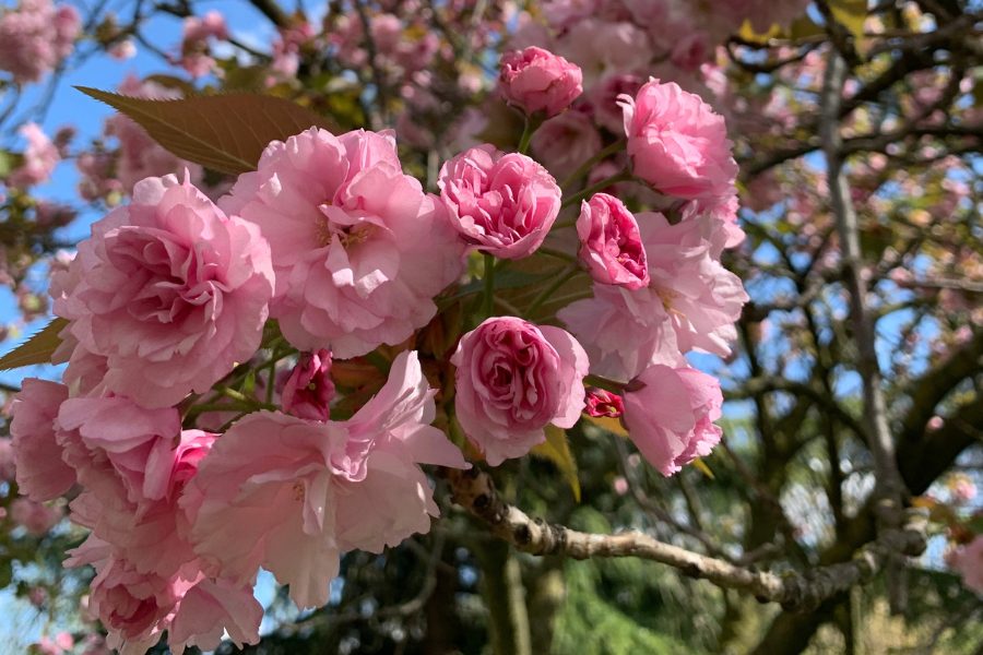 This image is a close-up of vibrant pink cherry blossoms in full bloom. The delicate petals are layered, giving the flowers a lush and textured appearance, with some buds still tightly closed. The background shows soft glimpses of other branches and greenery under a bright, clear sky, creating a serene and natural atmosphere. The intricate details of the blossoms take center stage, emphasizing their beauty and fragility.