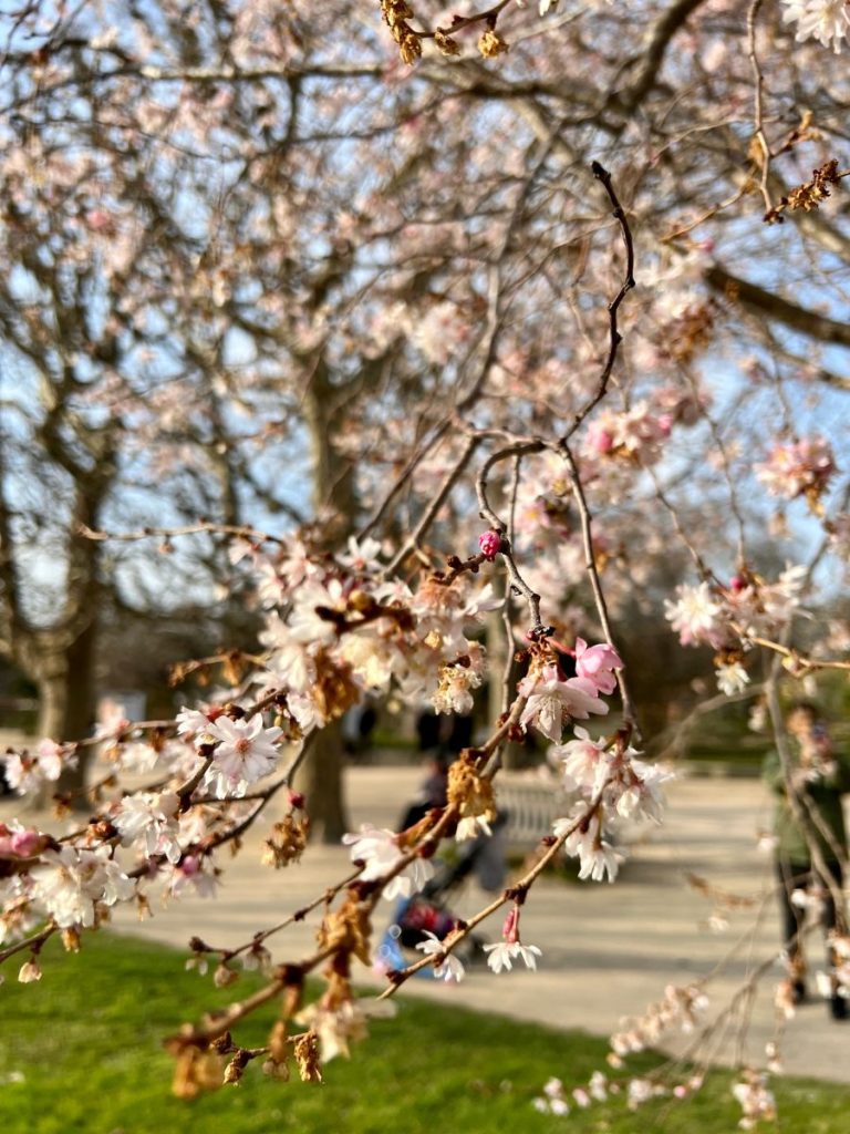 This image captures a delicate branch of cherry blossoms in soft focus, with a park setting visible in the blurred background. The blossoms, though sparse, are light pink and white, with some already wilting, indicating the later stage of bloom. Behind the branch, you can make out people strolling through the park, with trees and patches of grass bathed in warm sunlight. The scene exudes a tranquil, late-spring atmosphere, highlighting the fleeting beauty of the cherry blossoms.