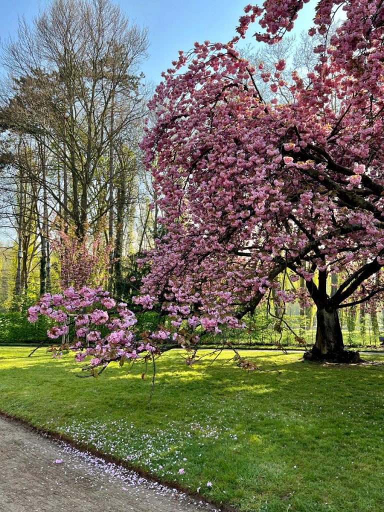 Cherry Blossom Tree in Parc de Sceaux