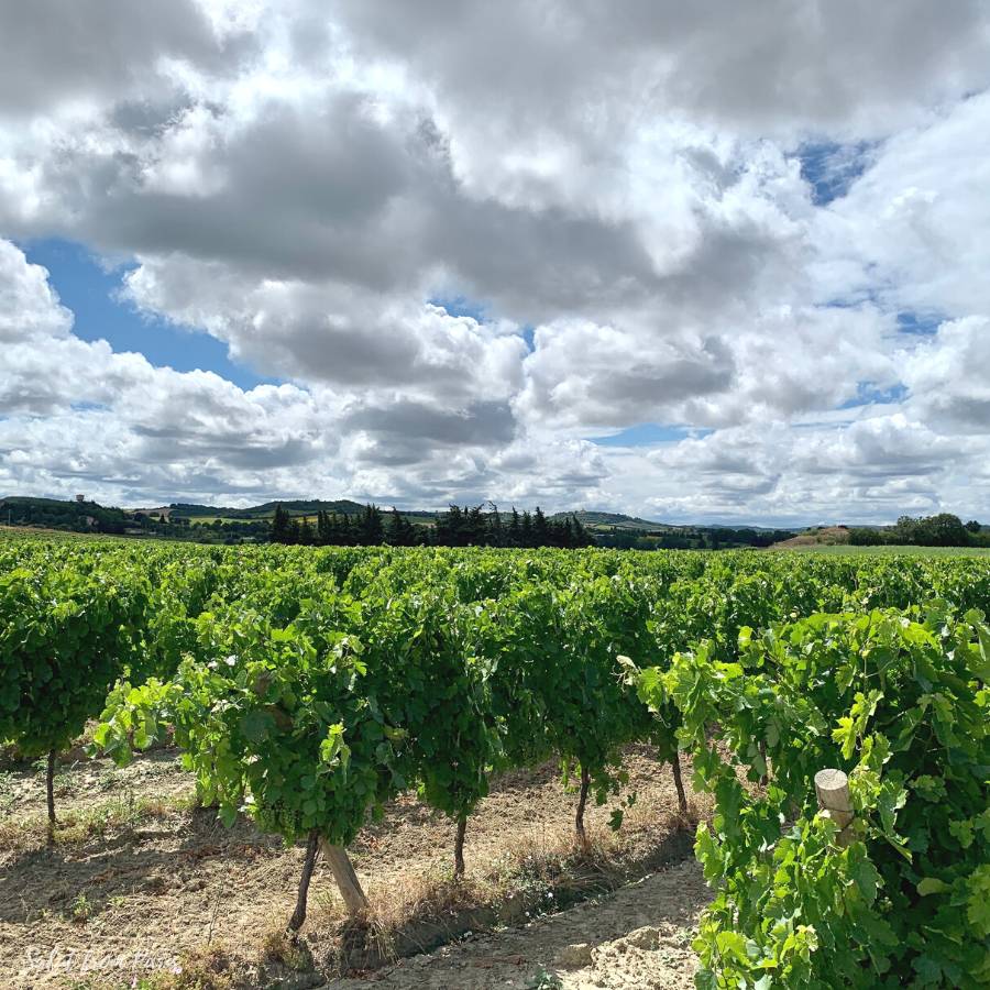 Oh the wine - France Quotes for Instagram about Wine