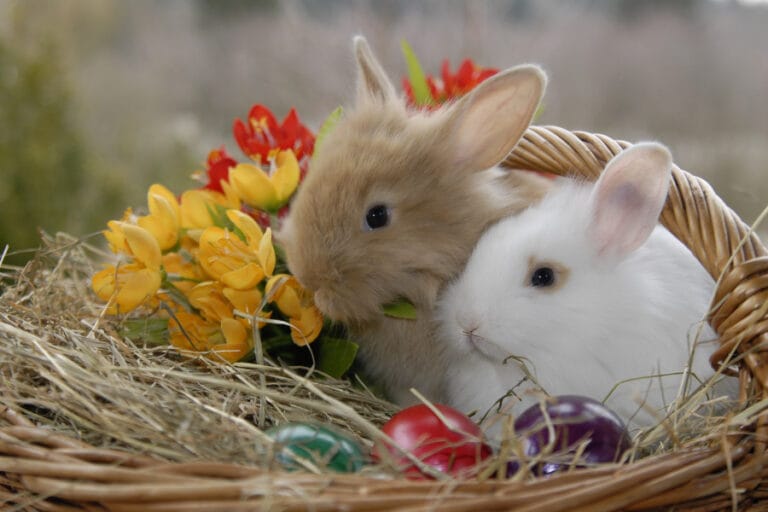 Paris at easter: bunnies in a cute basket